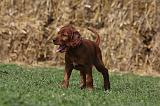 SETTER IRLANDAIS 175